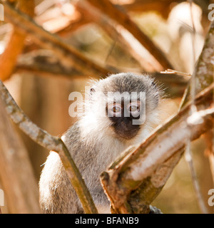 Un Singe me regarder Banque D'Images