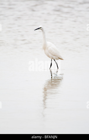 Clé de l'image Hi-Aigrette garzette Egretta garzetta Kent UK Banque D'Images