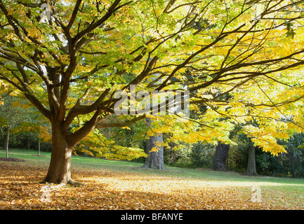 Japanese Zelkova Zelkova serrata (arbre) Banque D'Images