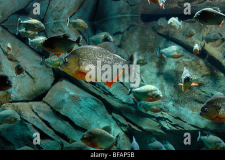Le Piranha rouge la pièce, Pygocentrus nattereri, Aquarium de Géorgie, Atlanta, GA Banque D'Images