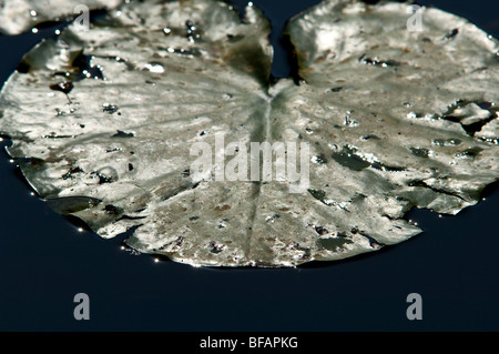 Close-up d'une feuille de nénuphar Banque D'Images