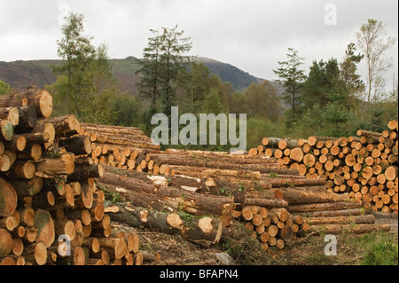 Bois empilé, Co Waterford, Irlande Banque D'Images