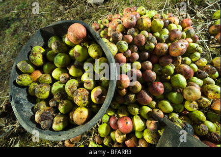 Les pommes à cidre rassemblés pour le sélectionner à un verger cidre traditionnel dans le Devon Banque D'Images