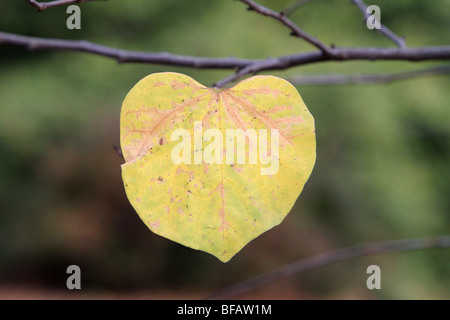 La feuille d'un arbre Redbud Cercis canadensis Alba fabaceae. La feuille est tourné close-up suspendu à une branche. Banque D'Images