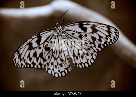 Arbre généalogique blanche papillon idée leuconoe nymphe, cerf-volant de papier, papier de riz tropical, avec ailes déployées dans l'habitat naturel Banque D'Images