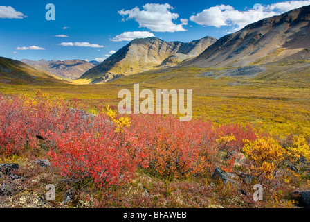 Des couleurs d'automne dans la toundra du ruisseau Grizzly Valley, le parc territorial Tombstone Yukon Canada Banque D'Images