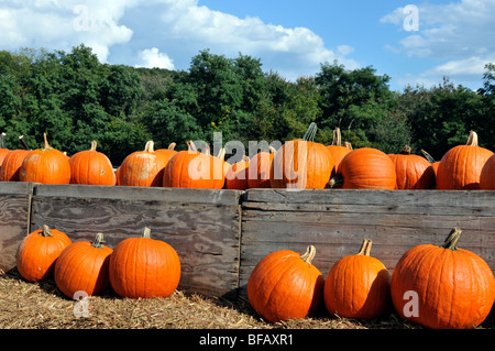 Pumpkins affichée à la ferme Banque D'Images