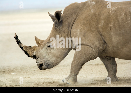 Rhinocéros blanc - Parc national du lac Nakuru, Kenya Banque D'Images