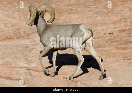 Stock photo d'un désert mouflons ram marche loin de tout le slickrock, Zion National Park, Utah. Banque D'Images