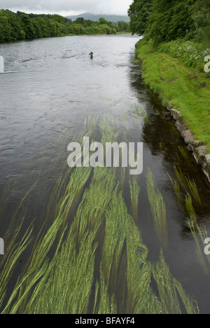 Rivière Spey à Aberlour avec pêcheur solitaire Banque D'Images