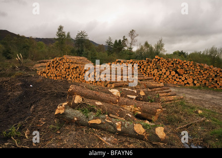 Bois empilé, Co Waterford, Irlande Banque D'Images