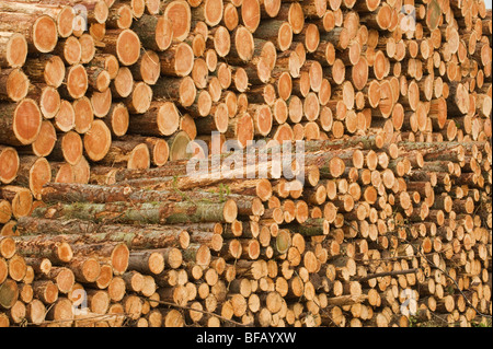 Bois empilé, Co Waterford, Irlande Banque D'Images