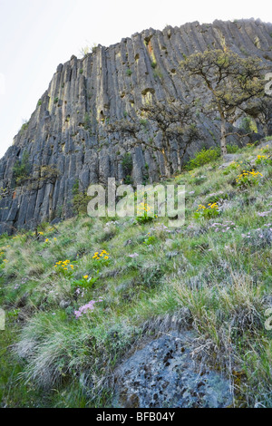 L'andésite et flanc de falaise colonnes au détour d'escalade dans le canyon de la rivière de Tieton, Washington, USA. Banque D'Images