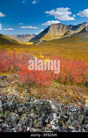 Des couleurs d'automne dans la toundra du ruisseau Grizzly Valley, le parc territorial Tombstone Yukon Canada Banque D'Images