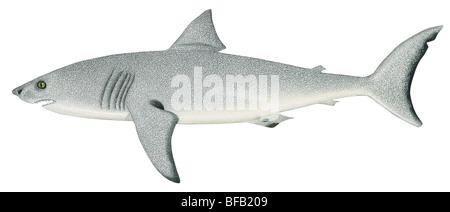 Grand requin blanc Banque D'Images