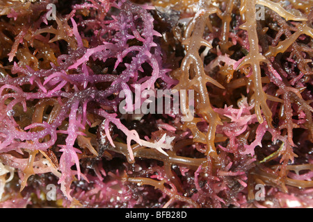 Algues Eucheuma spinosum colorés séchant au soleil sur la plage de Jambiani, Zanzibar Banque D'Images
