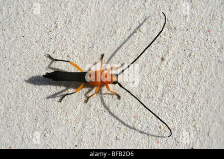 Orange Coffee long-horned Beetle Leuconitotris nigricornis sur Jambiani Beach, Zanzibar Banque D'Images