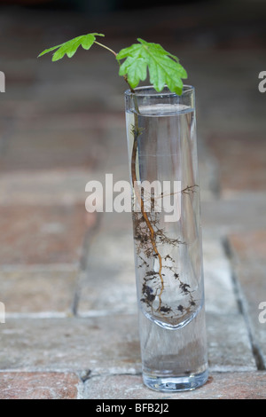 Quercus robur, Chêne Banque D'Images