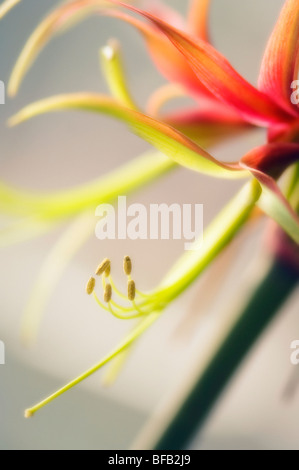 HIppeastrum La Paz, fleur Amaryllis Banque D'Images