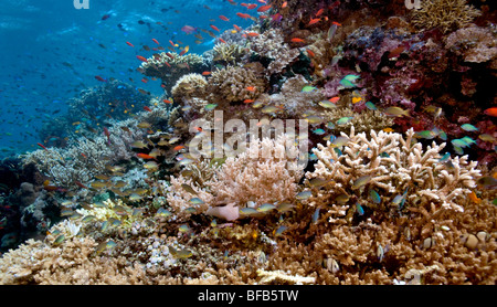 La scolarisation anthias poisson survolez coral reef underwater menjangan Banque D'Images