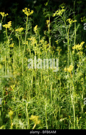 Fenouil en fleurs de printemps dans le jardin d'épices à la lumière Banque D'Images