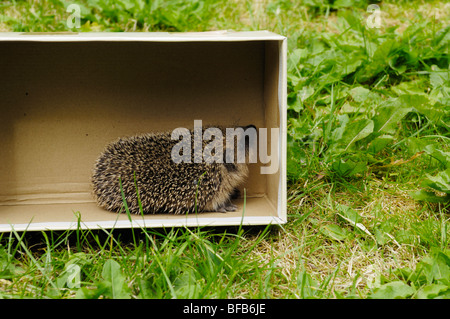 https://l450v.alamy.com/450vfr/bfb6je/un-herisson-europeen-trouve-dans-une-boite-a-chaussures-dans-un-jardin-en-angleterre-bfb6je.jpg