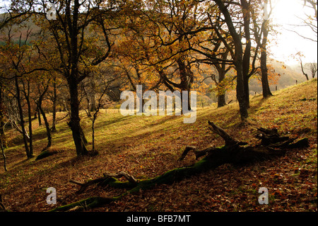 Un chêne de la forêt dans la vallée de la rivière Wye, l'après-midi d'automne, le Pays de Galles UK Banque D'Images