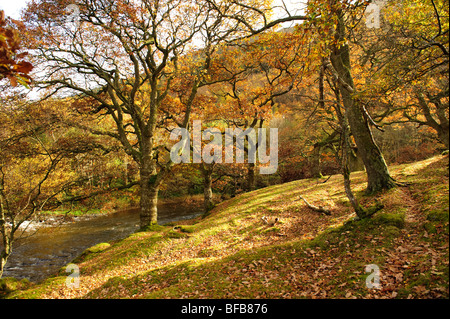 Un chêne de la forêt dans la vallée de la rivière Wye, l'après-midi d'automne, le Pays de Galles UK Banque D'Images