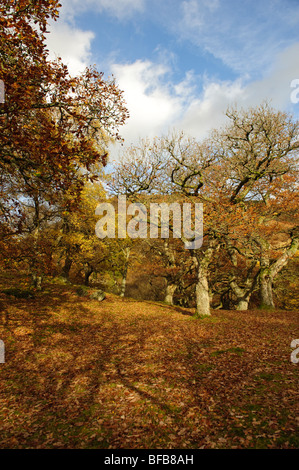 Vieille forêt de chênes dans la vallée de la Wye, automne octobre après-midi, Pays de Galles, Royaume-Uni Banque D'Images