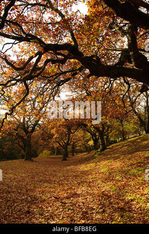 Vieille forêt de chênes dans la vallée de la Wye, automne octobre après-midi, Pays de Galles, Royaume-Uni Banque D'Images