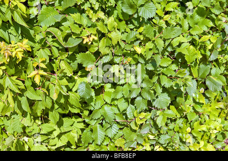 Bush vert texture ou motif peut être utilisé comme arrière-plan Banque D'Images