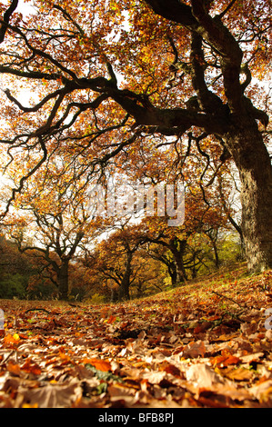 Vieille forêt de chênes dans la vallée de la Wye, automne octobre après-midi, Pays de Galles, Royaume-Uni Banque D'Images