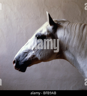 Pluton Alda, portrait d'un étalon Lipizzan lâche dans son fort à piber Banque D'Images