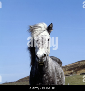 Poney Eriskay Banque D'Images