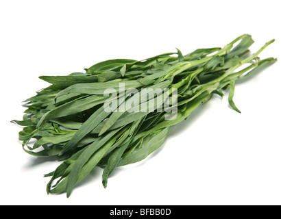 Bouquet d'épices estragon herbe verte sur fond blanc Banque D'Images