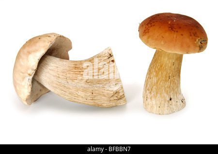 Deux champignons comestibles isolated on white Banque D'Images