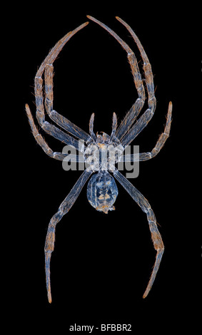 Argiope aetherea St Andrews Cross spider, darkfield photomicrographie Banque D'Images