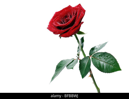 Rose rouge isolé sur fond blanc Banque D'Images