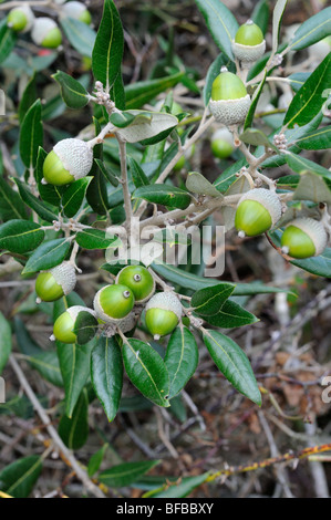 Holme, Quercus ilex, montrant les feuilles et les glands, Norfolk, UK, octobre Banque D'Images