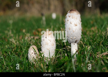 Les champignons, Shaggy, cap d'encre Coprinus comatus, perruque avocats, Norfolk, UK, octobre Banque D'Images