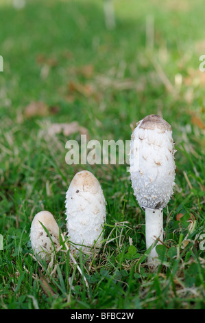 Les champignons, Shaggy, cap d'encre Coprinus comatus, perruque avocats, Norfolk, UK, octobre Banque D'Images