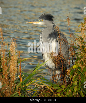 Héron cendré Ardea cinerea. Banque D'Images