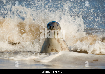 Au Phoque gris Donna Nook dans la mer avec des vagues se brisant sur eux. Banque D'Images