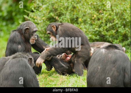 Chimpanzé (Pan troglodytes) à l'Ouest et en Afrique centrale. Prisonnier Banque D'Images