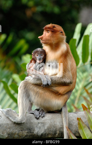 Proboscis Monkey (Nasalis larvatus) Femme ou Mère avec bébé bleu, Labuk Bay Sanctuary, Sabah, Malaisie, Bornéo Banque D'Images