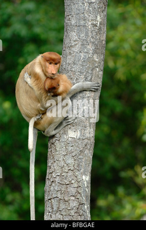 Proboscis Monkey (Nasalis larvatus) Femme ou mère & Young Climbing Tree, Labuk Bay Sanctuary, Sabah, Malaisie, Bornéo Banque D'Images