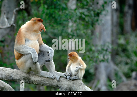 Singes proboscis (Nasalis larvatus) dominant ou Alpha mâle & jeune assis sur le tronc, Labuk Bay Sanctuary, Sabah, Malaisie, Bornéo Banque D'Images