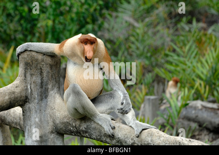 Proboscis Monkey (Nasalis larvatus) mâle dominant assis et relaxant sur le tronc, Labuk Bay Sanctuary, Sabah, Malaisie, Bornéo Banque D'Images
