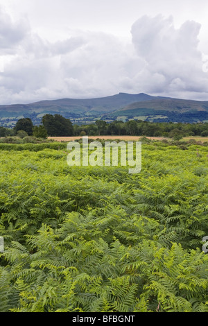 Vue de Mynydd Illtud, commune du parc national de Brecon Beacons Banque D'Images