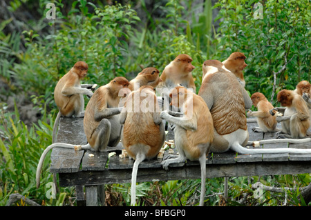 Groupe ou une famille de singes nasiques (Nasalis larvatus) sur l'alimentation de la plate-forme à Labuk Bay Santuary, Sabah, Malaisie, Bornéo Banque D'Images